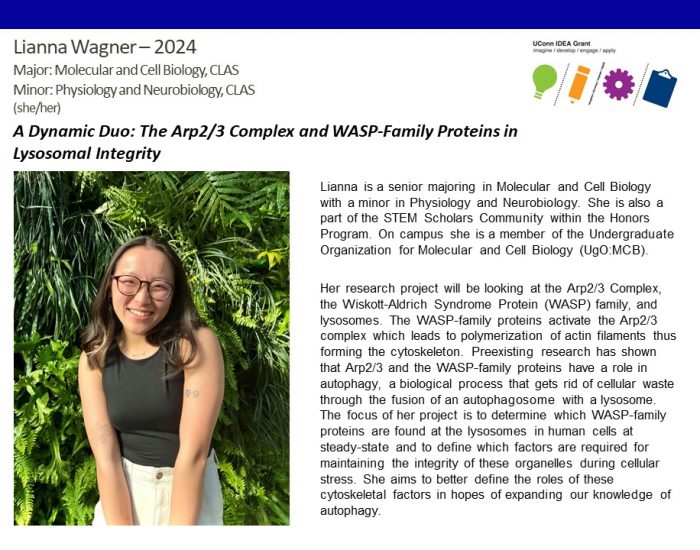 UConn IDEA Grant recipient Lianna Wagner '24, Major: Molecular & Cell Biology; Minor: Physiology & Neurobiology.