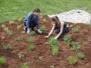 UConn Co-op Legacy Fellows Amanda Stowe and Indigo Irwin installing a rain garden near the UConn Dairy Bar.