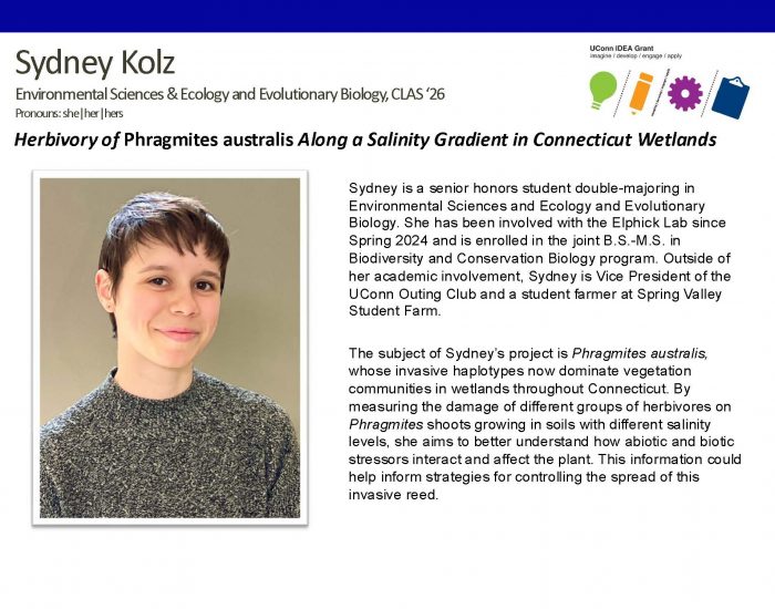 Picture of IDEA Grant recipient Sydney Kolz '26, Environmental Sciences & Ecology and Evolutionary Biology, CLAS, Project: Herbivory of Phragmites australis Along a Salinity Gradient in Connecticut Wetlands.