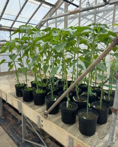 Sunflower plants growing in the UConn Floriculture Greenhouse.