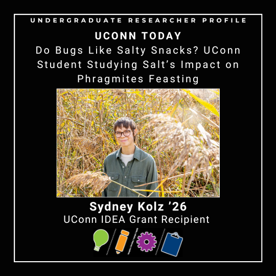 UConn Today - Do Bugs Like Salty Snacks? UConn Student Studying Salt's Impact on Phragmites Feasting - https://today.uconn.edu/2025/11/do-bugs-like-salty-snacks-uconn-student-studying-salts-impact-on-phragmites-feasting/