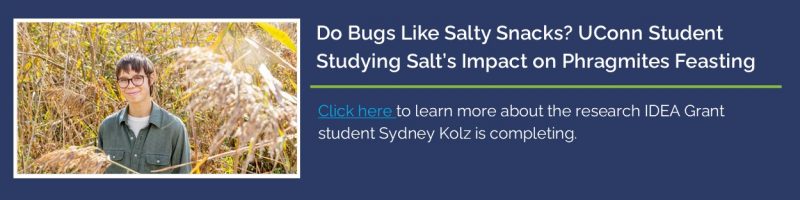 Do Bugs Like Salty Snacks? UConn Student Studying Salt's Impact on Phragmites Feasting - https://today.uconn.edu/2025/11/do-bugs-like-salty-snacks-uconn-student-studying-salts-impact-on-phragmites-feasting/
