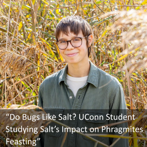 Student Sydney Kolz in a salt marsh with high reeds surrounding her - Text: Do Bugs Like Salt? UConn Student Studying Salt's Impact on Phragmites Feasting" - Link: https://today.uconn.edu/2025/11/do-bugs-like-salty-snacks-uconn-student-studying-salts-impact-on-phragmites-feasting/.